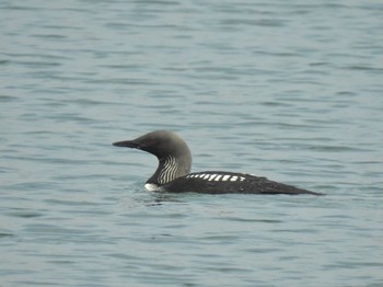 Pacific Loon Unknown Spots Sun, 6/13/2021