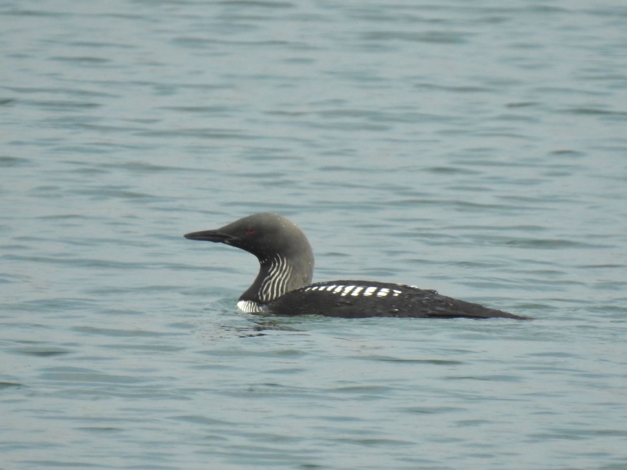 Photo of Pacific Loon at  by da