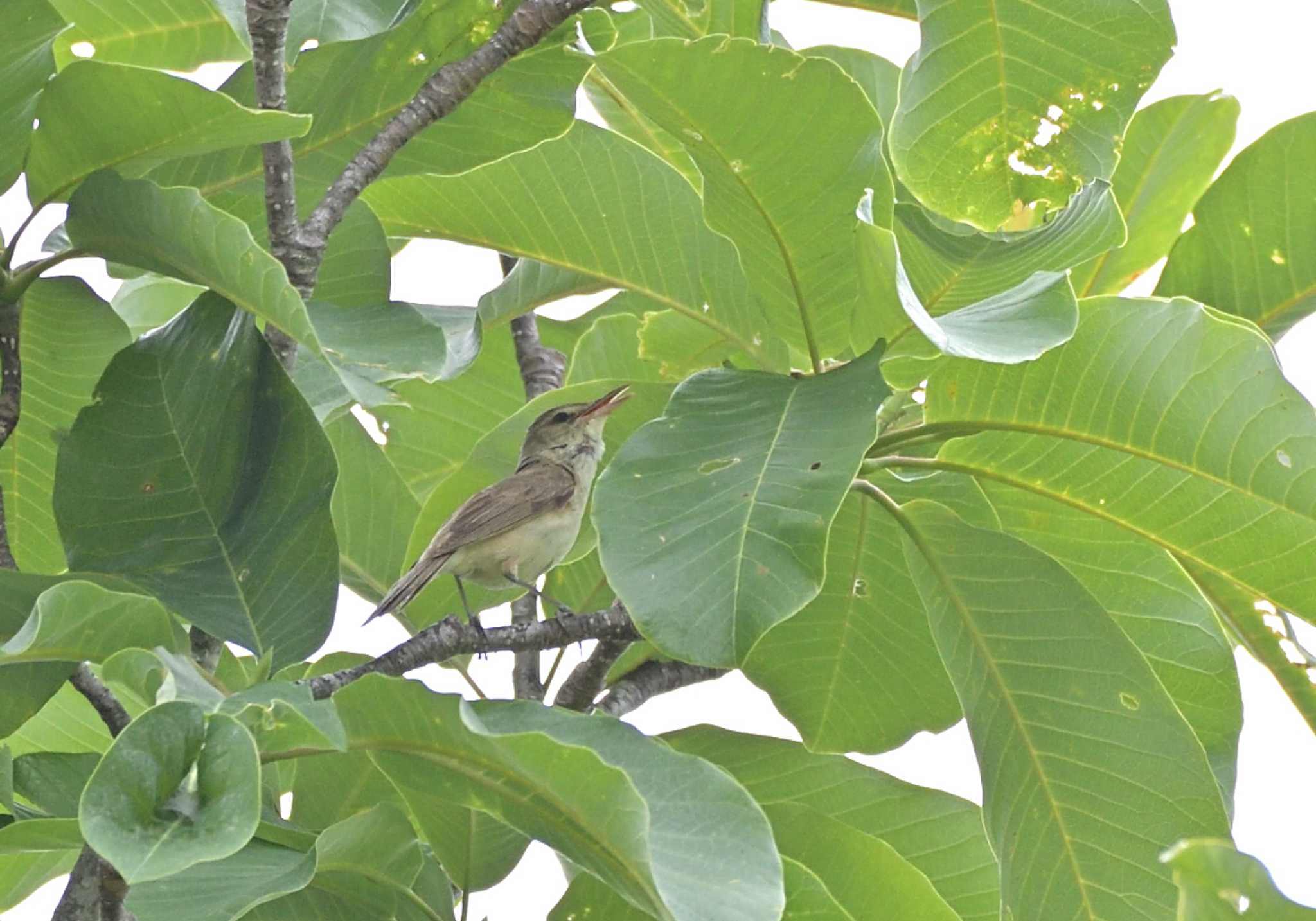 Photo of Oriental Reed Warbler at 明見湖 by 塩コンブ