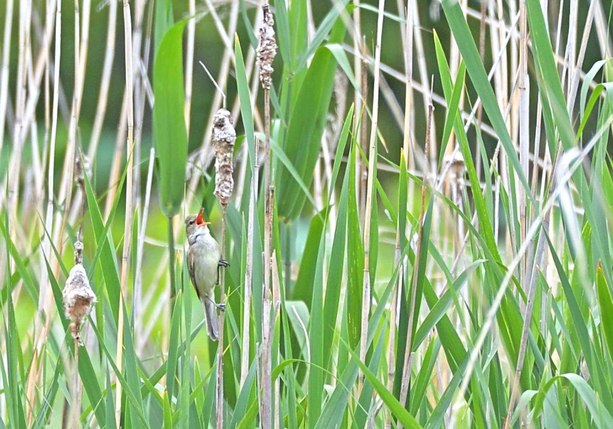 明見湖 オオヨシキリの写真 by 塩コンブ