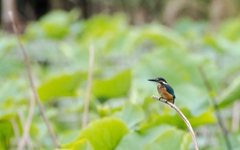 カワセミ 明見湖 2021年6月13日(日)