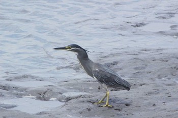 2021年6月12日(土) 藤前干潟の野鳥観察記録