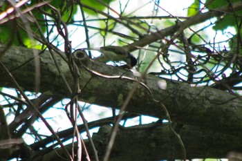 2021年6月13日(日) 三角山(札幌市西区)の野鳥観察記録