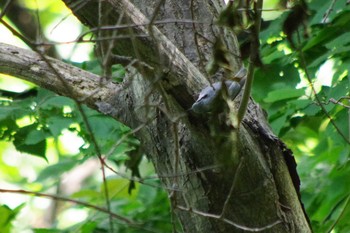 シロハラゴジュウカラ 三角山(札幌市西区) 2021年6月13日(日)