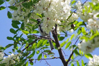 シジュウカラ 福井緑地(札幌市西区) 2021年6月13日(日)