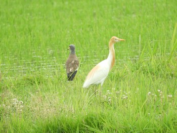 Sun, 6/13/2021 Birding report at 奈良(大安寺周辺）