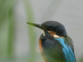 2021年6月12日(土) 三ツ池公園(横浜市鶴見区)の野鳥観察記録