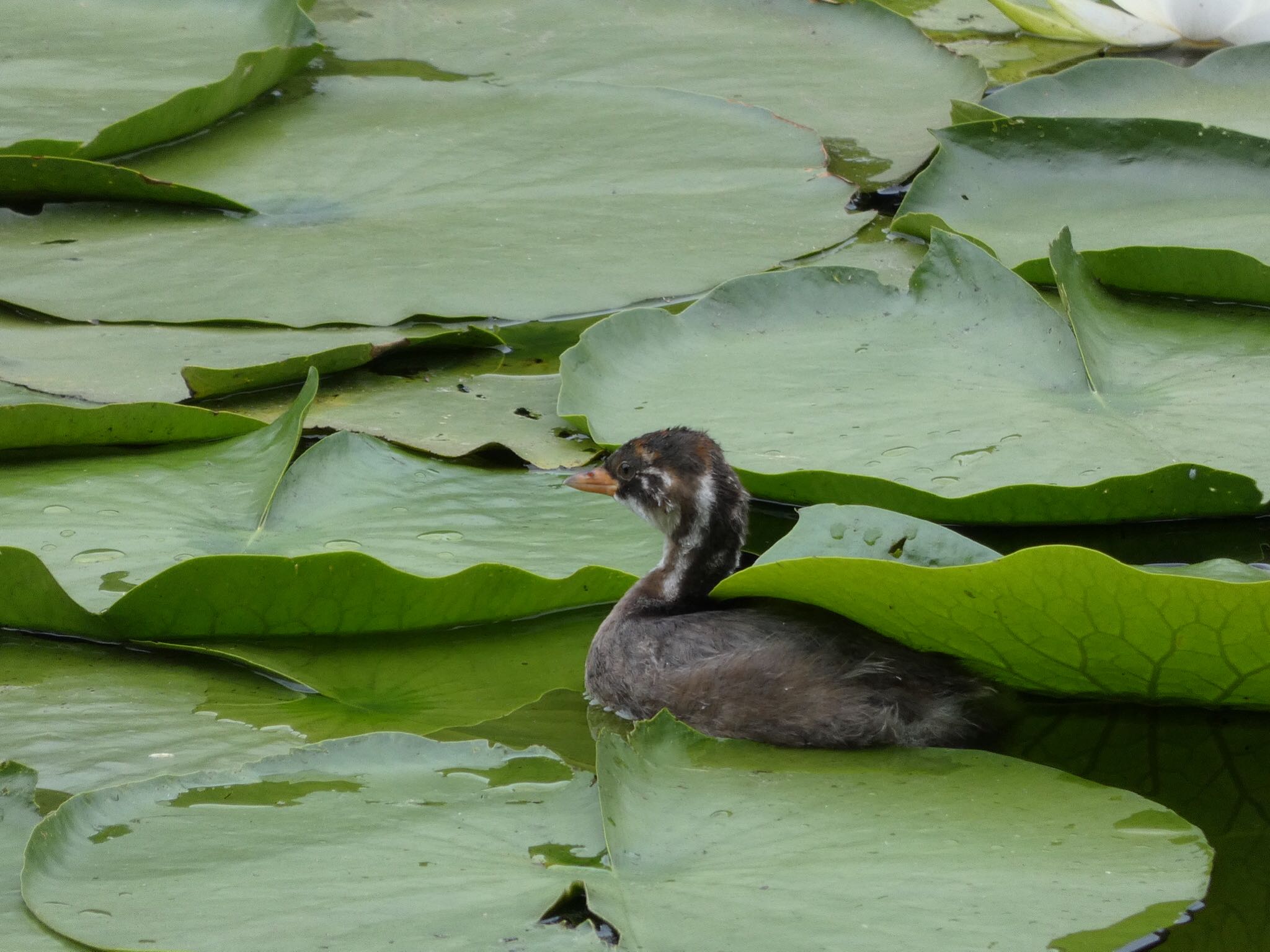 三ツ池公園(横浜市鶴見区) カイツブリの写真 by yoshikichi