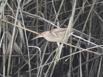 2021年6月12日(土) 六郷橋緑地の野鳥観察記録