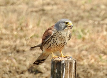 Common Kestrel 大阪府大阪市 Sun, 3/19/2017