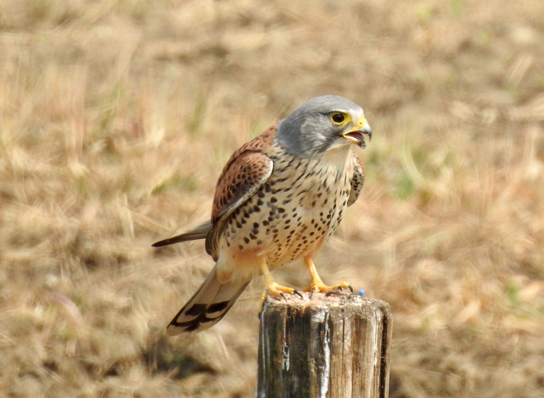 淀川 チョウゲンボウ