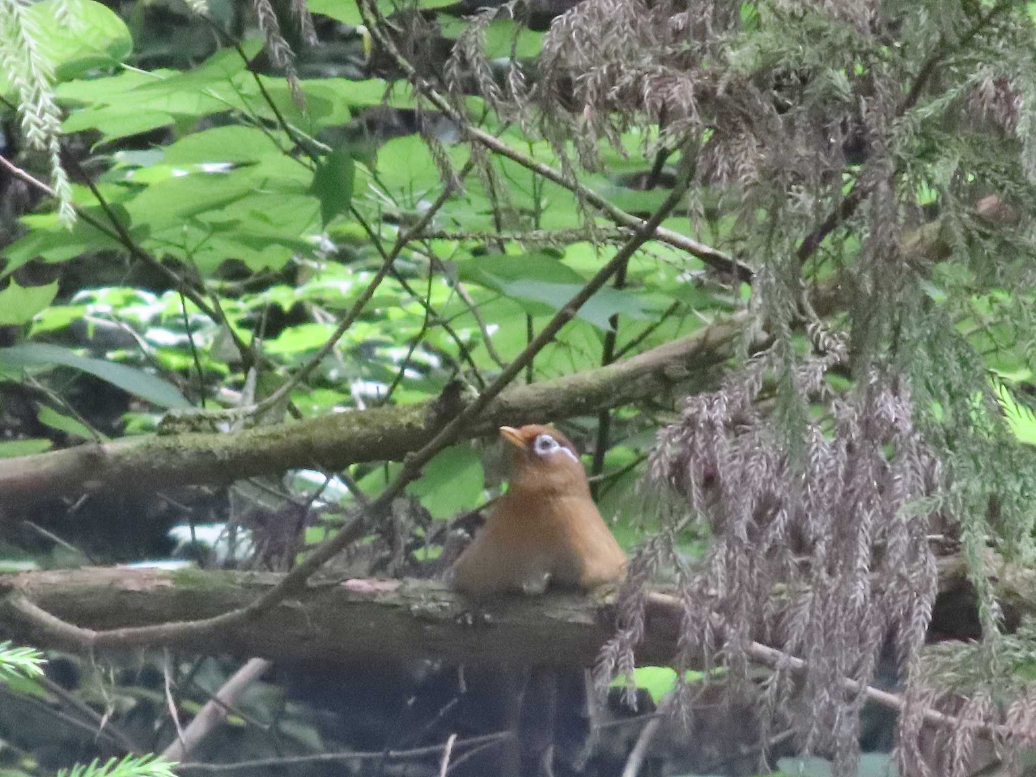 ガビチョウ