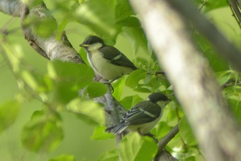 2021年6月13日(日) 北海道帯広市の野鳥観察記録