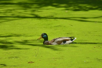 2021年6月13日(日) 帯広神社の野鳥観察記録