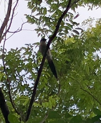 Azure-winged Magpie 横浜市,芹ヶ谷台公園 Sun, 6/13/2021