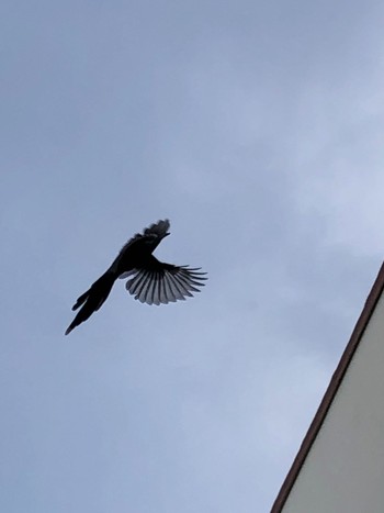 Azure-winged Magpie 横浜市,芹ヶ谷台公園 Sun, 6/13/2021