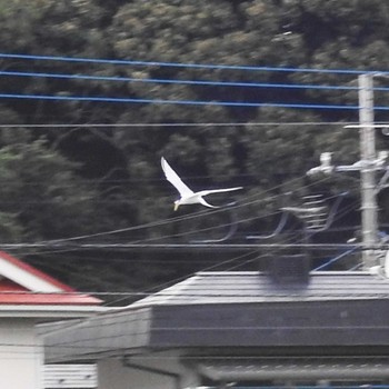 コアジサシ みやぞの野鳥の池 2021年6月13日(日)