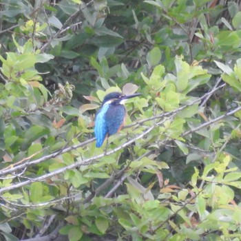 カワセミ みやぞの野鳥の池 2021年6月13日(日)