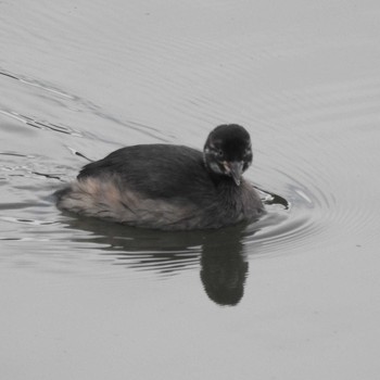 カイツブリ みやぞの野鳥の池 2021年6月13日(日)