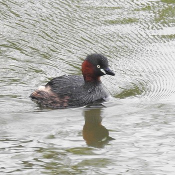 カイツブリ みやぞの野鳥の池 2021年6月13日(日)