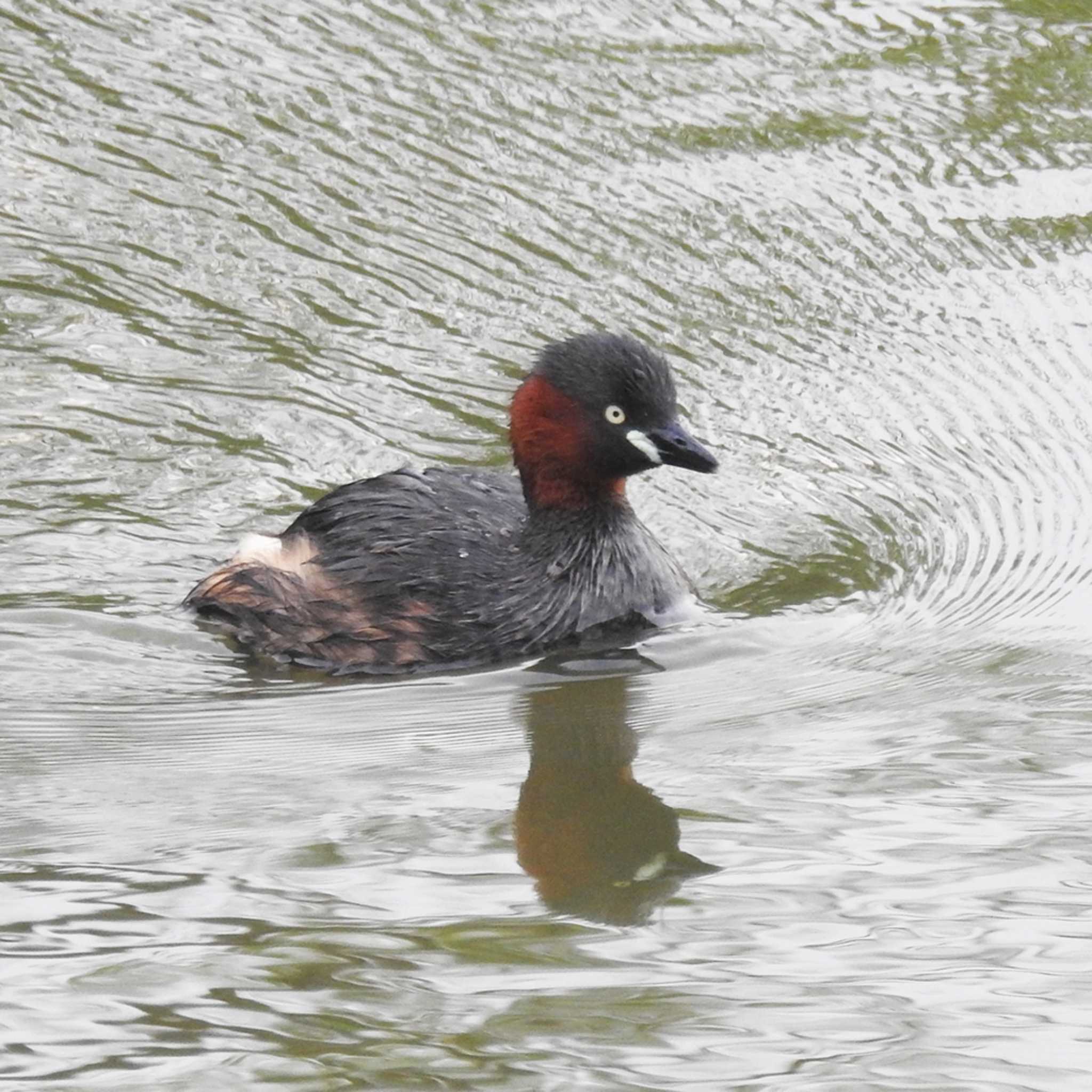 みやぞの野鳥の池 カイツブリの写真 by sigsan