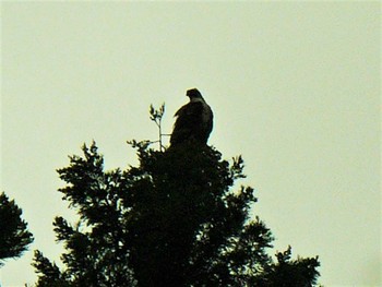 2021年6月5日(土) 丹沢湖の野鳥観察記録