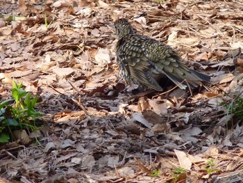 トラツグミ 長居公園植物園 2017年3月19日(日)