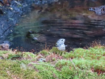 キクイタダキ 奥庭荘(富士山) 2021年6月13日(日)