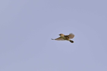 Zitting Cisticola 稲敷市甘田干拓 Sun, 6/13/2021