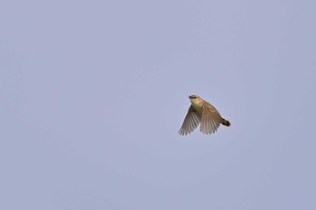 Zitting Cisticola 稲敷市甘田干拓 Sun, 6/13/2021