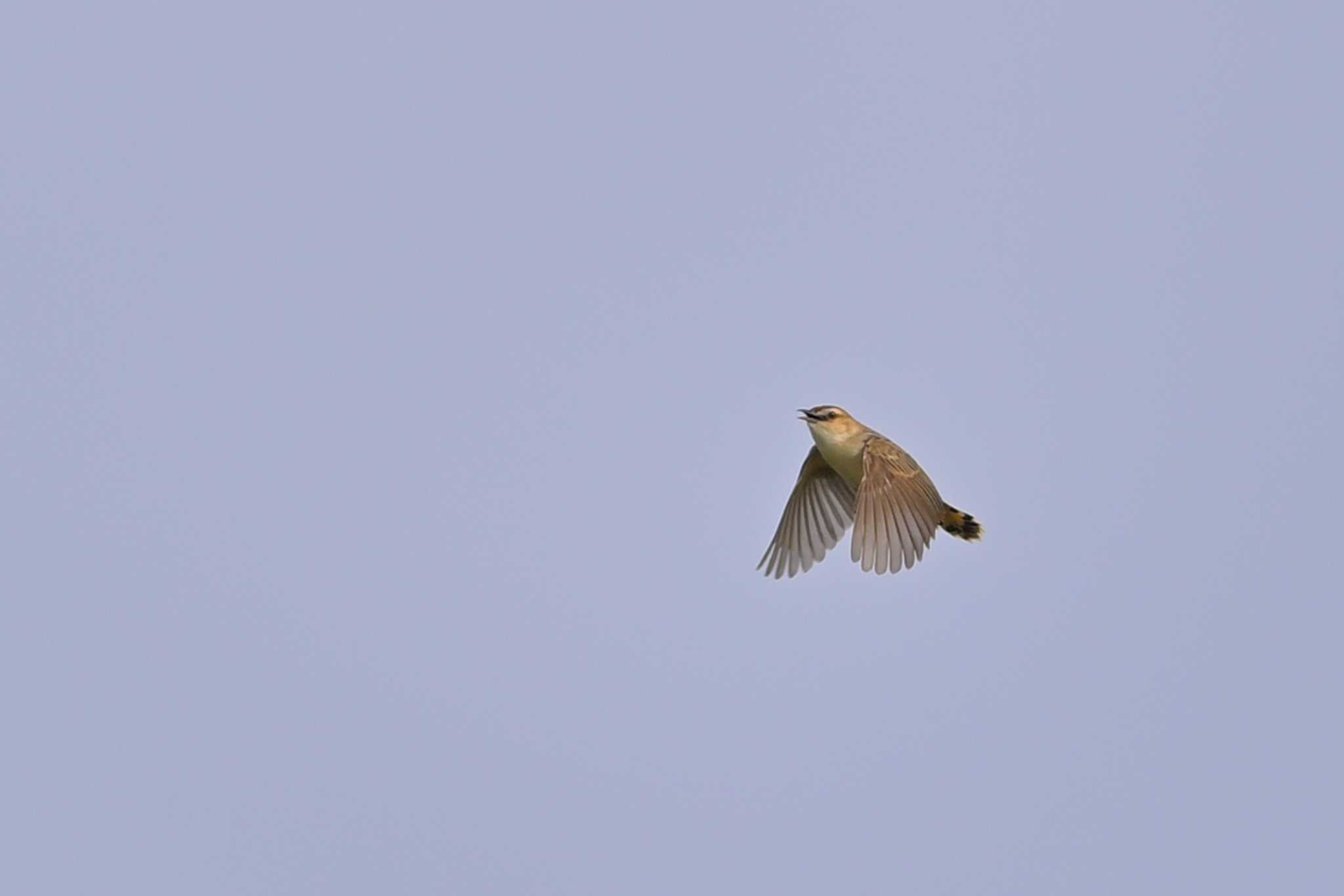 稲敷市甘田干拓 セッカの写真 by birds@hide3