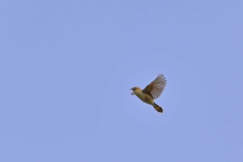 Zitting Cisticola 稲敷市甘田干拓 Sun, 6/13/2021