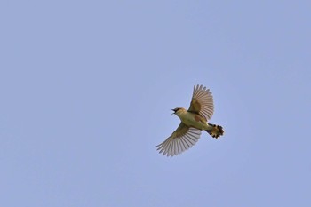 Zitting Cisticola 稲敷市甘田干拓 Sun, 6/13/2021