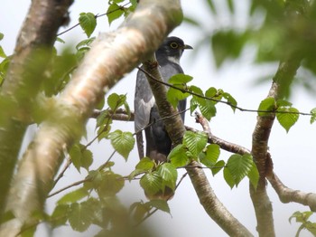 Malaysian Hawk-Cuckoo 烏帽子岳 Fri, 6/11/2021