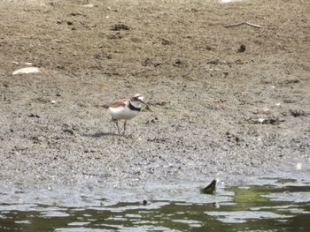 コチドリ 東京港野鳥公園 2021年6月13日(日)