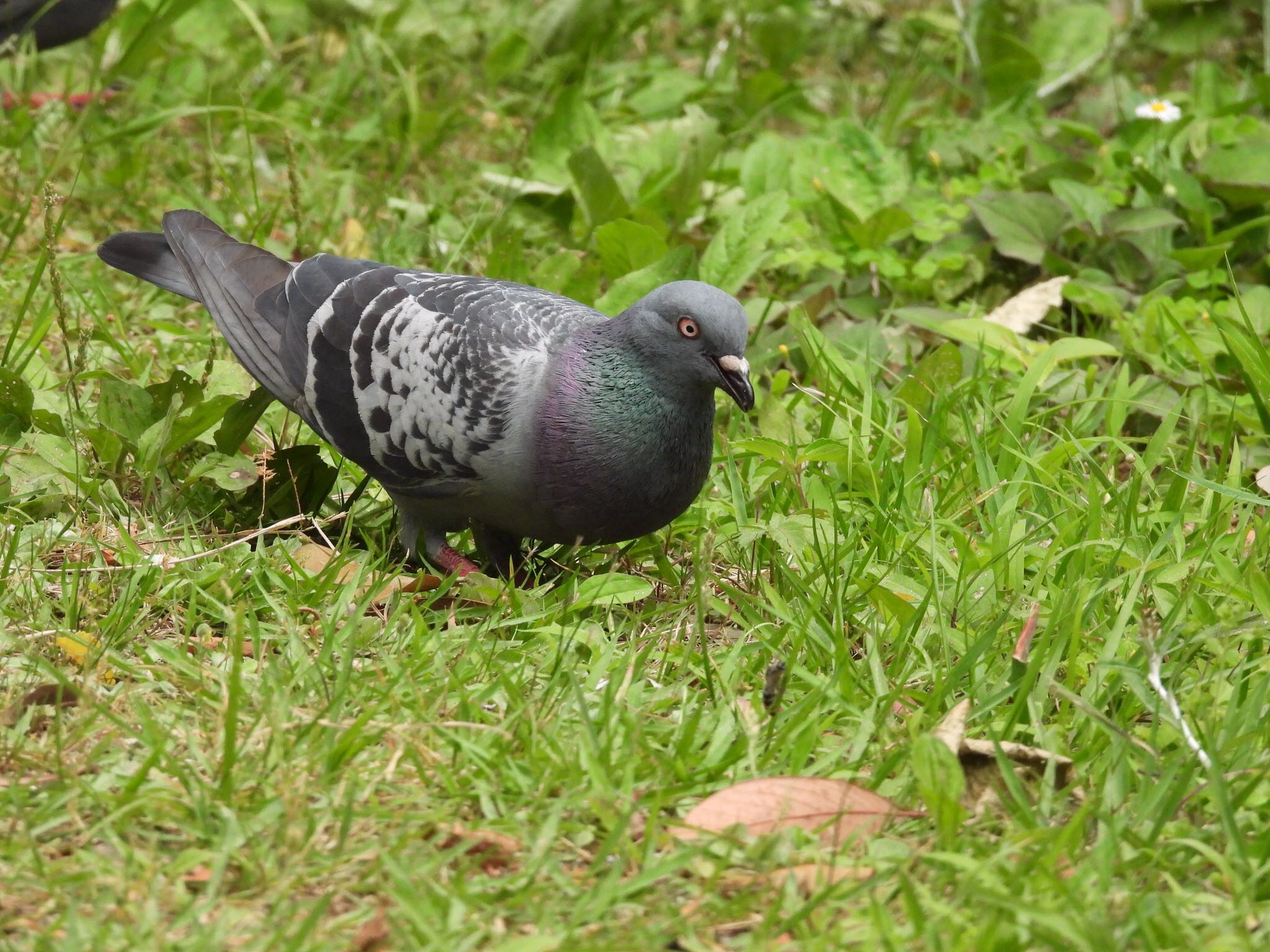 東京港野鳥公園 カワラバトの写真 by あらどん