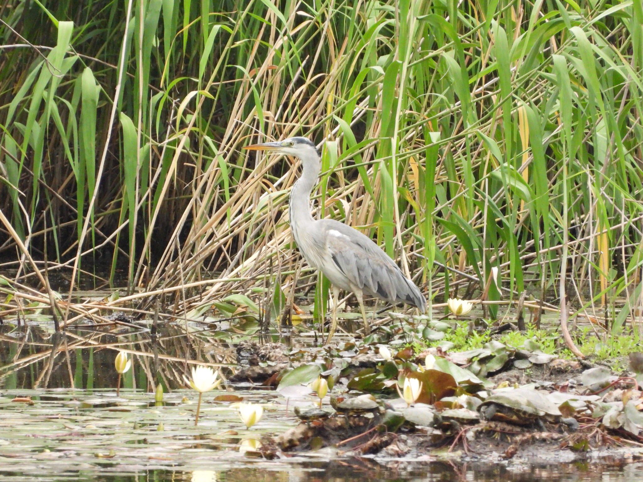 東京港野鳥公園 アオサギの写真 by あらどん