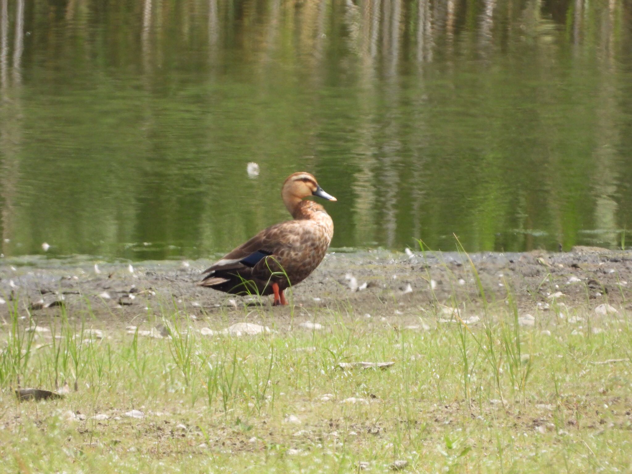 東京港野鳥公園 カルガモの写真 by あらどん