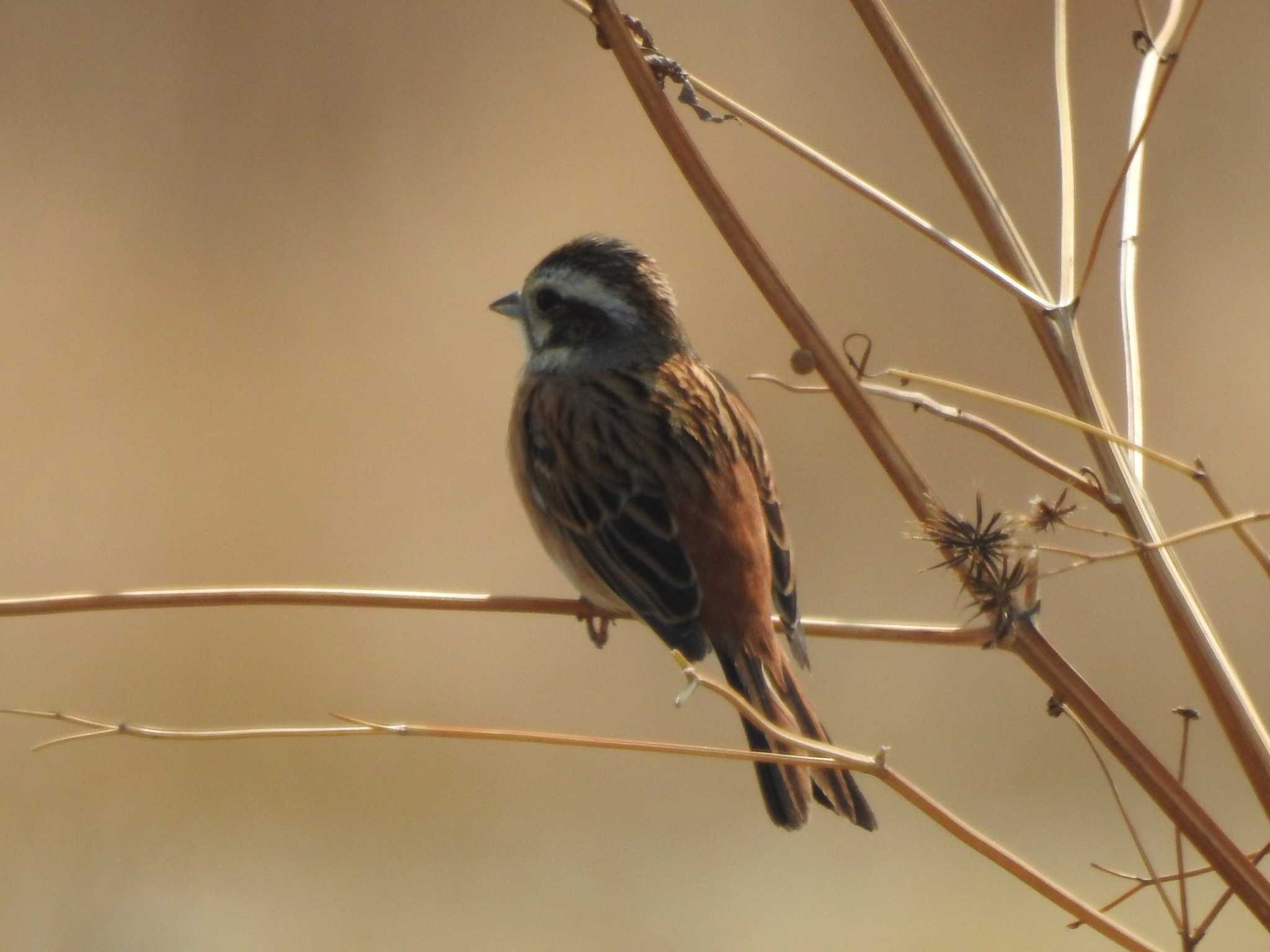 Meadow Bunting