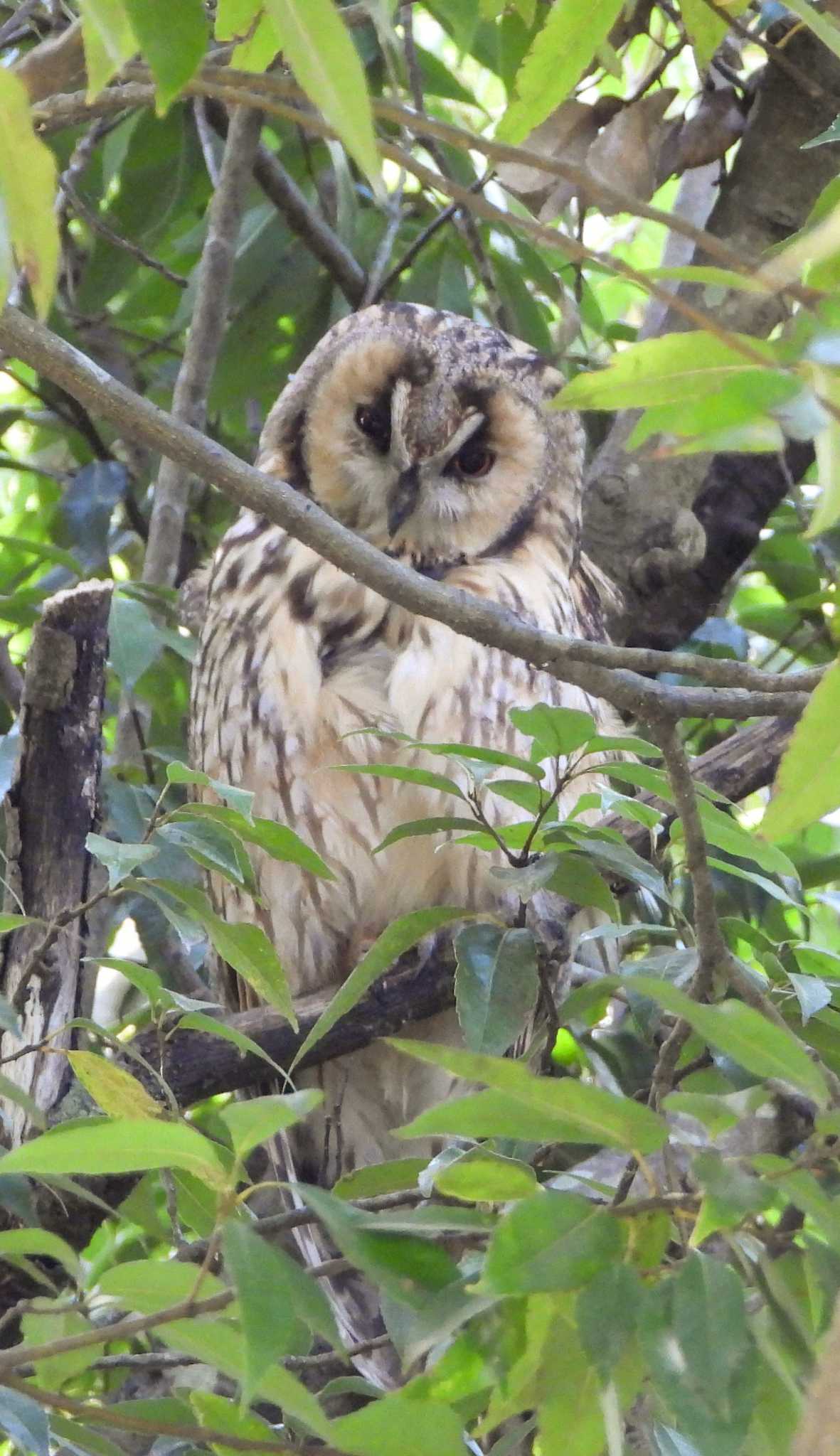  トラフズクの写真 by サジタリウスの眼