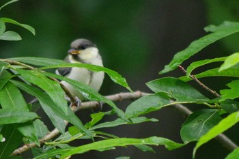 2021年6月14日(月) 福井緑地(札幌市西区)の野鳥観察記録