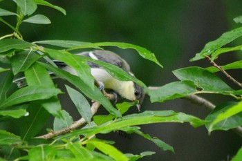 シジュウカラ 福井緑地(札幌市西区) 2021年6月14日(月)