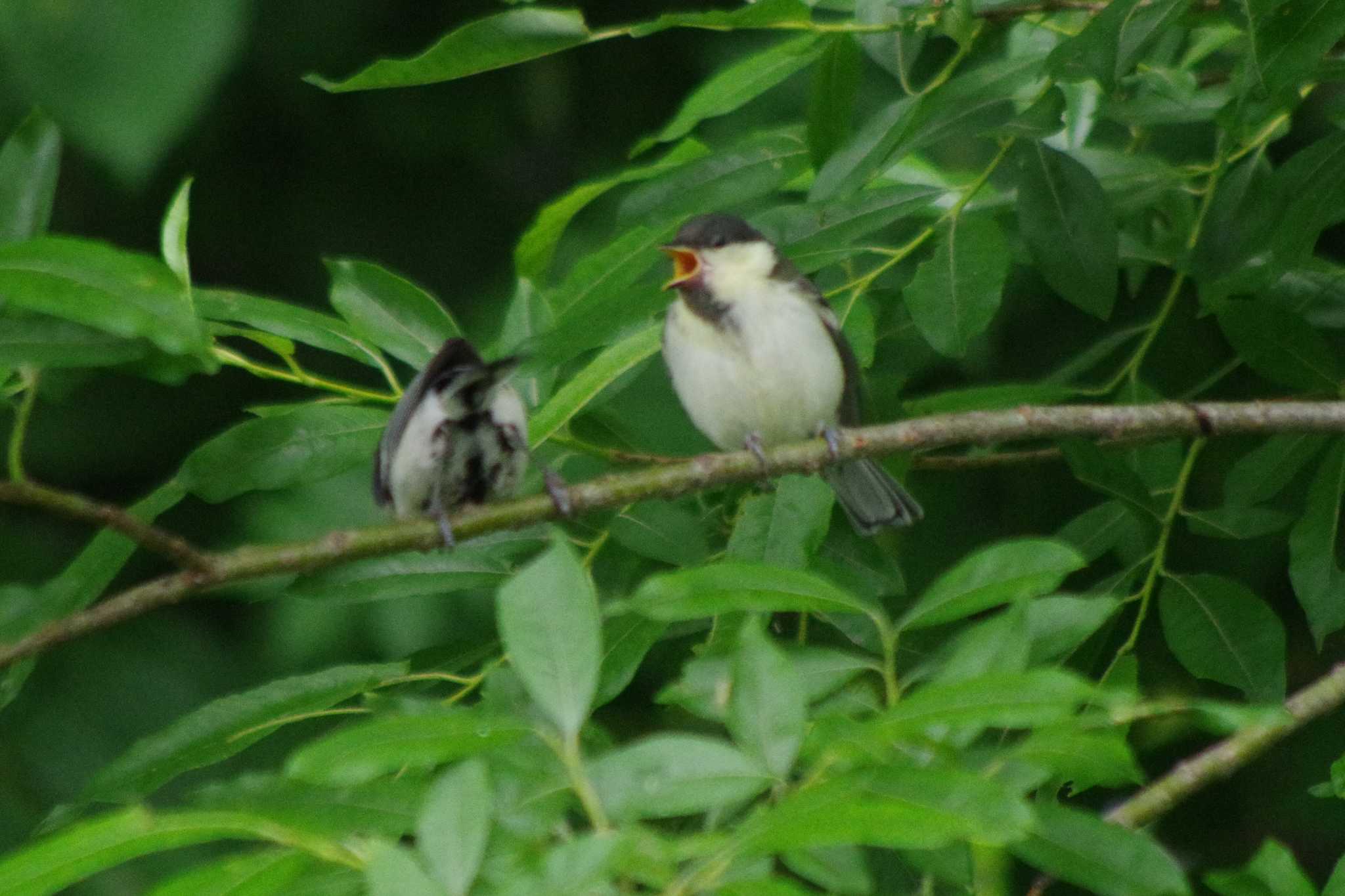 シジュウカラ