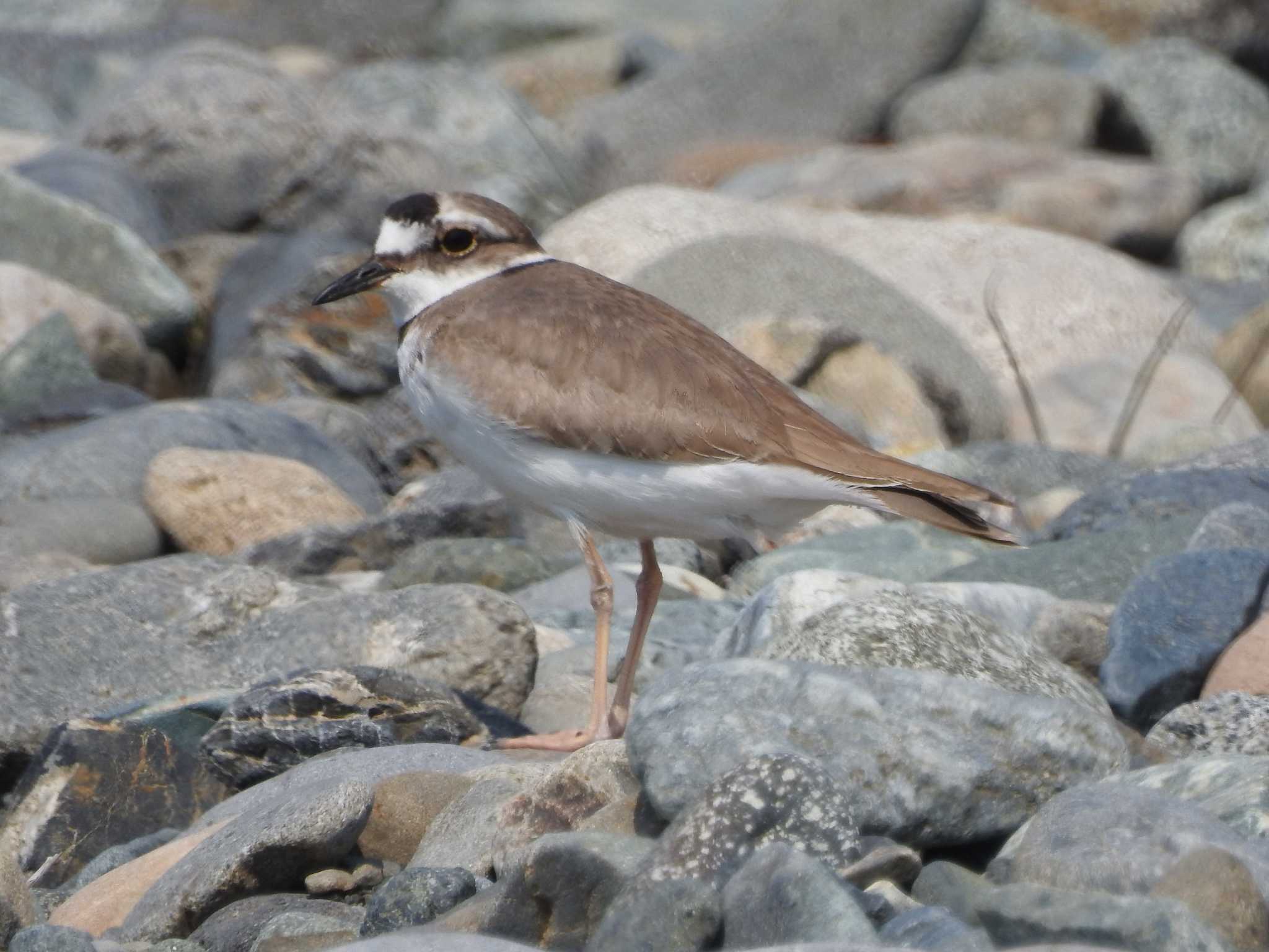 Long-billed Plover