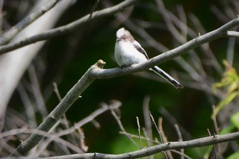 2021年5月14日(金) 神代植物公園の野鳥観察記録