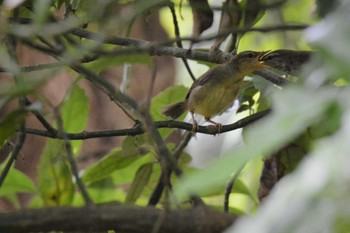 Tue, 6/8/2021 Birding report at 神代植物公園