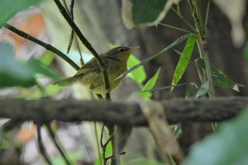 ウグイス 神代植物公園 2021年6月8日(火)