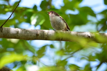 Thu, 5/6/2021 Birding report at 神代植物公園