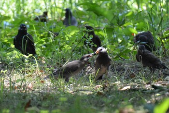 ムクドリ 神代植物公園 2021年6月9日(水)