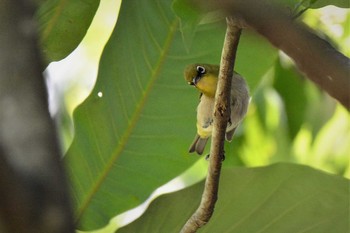 2021年6月9日(水) 神代植物公園の野鳥観察記録